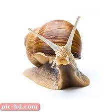صور الحلزون معلومات عن حلزون البحر snail animals pics