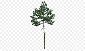 family tree background png download 750 527 free transparent pine png download cleanpng kisspng family tree background png download
