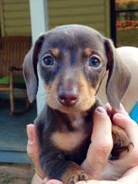 Black And Tan Mini Dachshund Puppies Chocolate And Tan Mini Dachshund Puppy Dachshund Breed Dachshund Puppy Cute Baby Animals