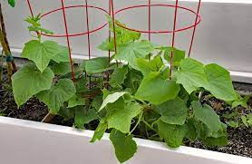 A week or so before planting, acclimatise plants by putting them in a cold frame. Growing Cucumbers Indoors Yes You Can