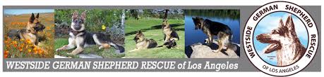 German shepherd dog los angeles, california. Westside German Shepherd Rescue