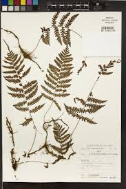 Image result for Arthropteris anniana