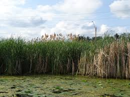 Image result for Phragmites mauritianus