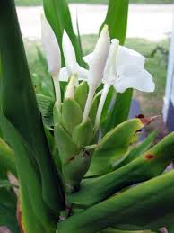 We did not find results for: Maui 24 7 White Ginger Blossoms Awapuhi Ke Okoe O Facebook