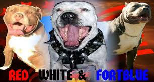 If you are unable to find your puppy in our puppy for sale or dog for sale sections, please consider looking thru thousands of dogs for adoption. American Bully Xl And Standard Texas Premier Bully Breeder Make Reservations For A Puppy Upcoming Breedings