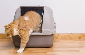 The covered litter box, generally made with plastic, will work better. How To Stop Your Cat From Tracking Litter Everywhere 7 Methods Tuxedo Cat