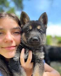 Shadow & Ghost Kennels