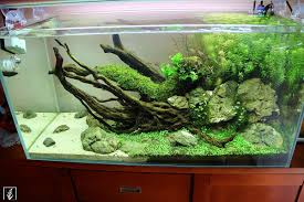 Pin By Philip Padalino On Tanks Aquarium Driftwood Aquascape Aquarium Aquarium