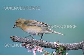 Image result for Passerina montana