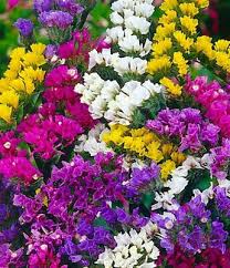 Image result for Limonium sinuatum