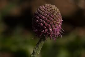 Image result for Sphaeranthus gazaensis