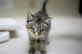 According to kptv , chuck hawley was driving down a busy road near salem, oregon, when he. Kitten Without Eyes Waits At Oregon Humane Society For Home Koin Com