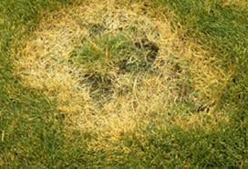 With deep roots adept at seeking out water way down in the soil, this kind of lawn requires less watering than some traditional grass lawns. Brown Patch Tips For Preventing This Fungal Disease In Your Lawn Daily Press
