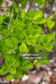 Image result for Celastraceae