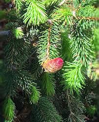 Twig, conifer, cone, pinaceae, coniferous tree, spruce, spruce tree, picea, picea abies, norway spruce, conifer cone this real cut norway spruce, the traditional christmas tree, is great value and has a wonderful pine scent, bringing some authentic festive spirit. Red Cone Norway Spruce Summer 2020 Plant Of The Month Glacier View Landscape And Design Inc