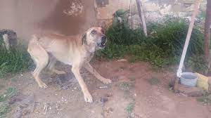 kopek havlamasi kopek urmesi sesleri melez kangal kopegi havlamasi sesleri kopek sesleri videolari youtube kangal kopegi kopek videolar