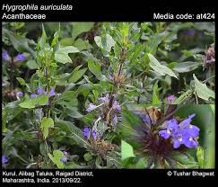 Image result for Acanthaceae