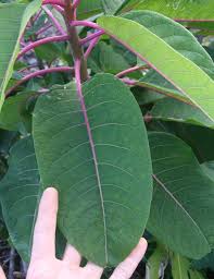 Image result for Phytolacca dioica