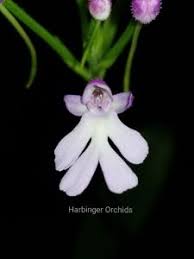 Image result for Cynorkis kassneriana