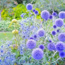 Image result for Echinops