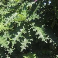 Image result for Acanthus polystachyus