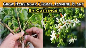 In britain, you may be able to grow the flowers as long as you keep them indoors. Our Green Planet How To Propagate Coral Jasmine Parijat Branch How To Grow Parijat Plant At Home Facebook