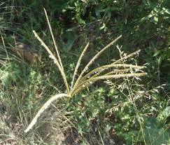 Image result for Eustachys paspaloides