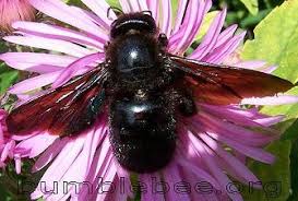 The fuzzy ones that are pollinators? Insects That Look Like Bumblebees