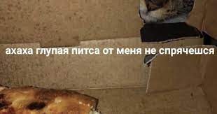 pin ot polzovatelya socialphob na doske m e m y smeshnye homyachki koshachi memy memy