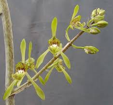 Image result for Oeceoclades decaryana