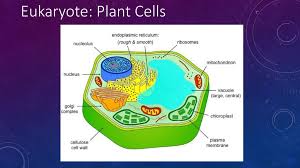 Maybe you would like to learn more about one of these? Ultrastructure Of Cells Ppt Download