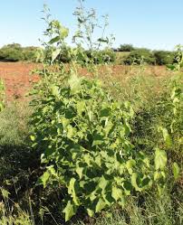 Image result for Hibiscus panduriformis