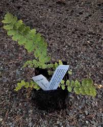Image result for Cheilanthes eckloniana