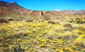 You can look at the address on the map. Poppy Fest El Paso Shop Across Texas