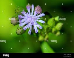 Image result for Vernonia cinerea