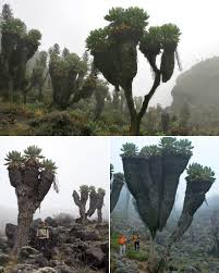 Image result for Afrocarpus usambarensis