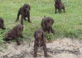 My goal is to produce hunting gun dogs using the best pudelpointer genetics that can be found in north america. Pudelpointer Vs Brittany Breed Comparison Mydogbreeds