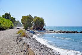 Image result for Sorindeia rhodesica