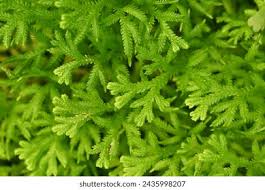 Image result for Selaginella lewalleana