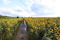 Sunflower Festival