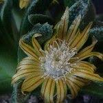 Image result for Nananthus aloides