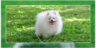 How To Take Care Of A Pomeranian Puppy Dogexpress
