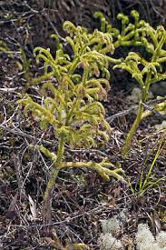 Image result for Lycopodiella cernua