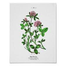 Pin On Flower Print Gifts