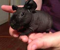 As an adult, the baldwin guinea pig is completely hairless. Pin On Skinny Pigs And Guinea Pigs