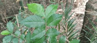 Image result for Alchornea laxiflora