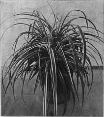 Image result for Pandanus candelabrum