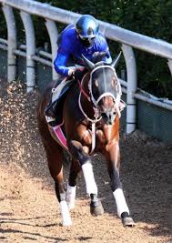 アイビスサマーダッシュは、日本中央競馬会 (jra) が新潟競馬場で施行する中央競馬の重賞 競走 (giii) である。 競走名のアイビス (ibis) は、新潟県の県鳥トキの英称。新潟競馬場のスタンドにも「アイビススタンド」の名称で使用されている Lkpyxbx 8tqbpm