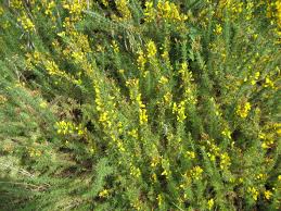 Image result for Ulex minor