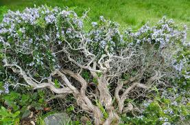 We did not find results for: How To Grow Rosemary Information Guide Amazing Herb Garden